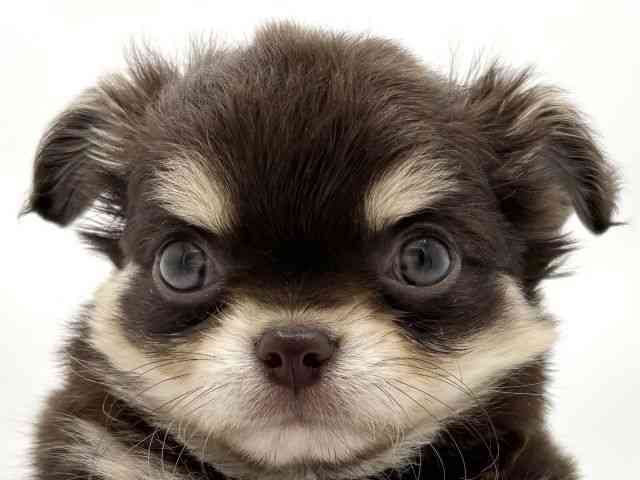 兵庫県のチワワ(ロング) (ひごペットフレンドリークラウンパーク伊丹店/2025年12月21日生まれ/男の子/チョコレートクリーム)の子犬の1枚目の画像