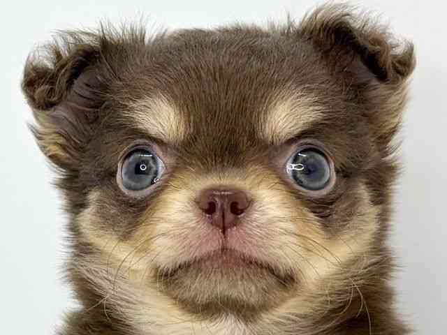 大阪府のチワワ(ロング) (ひごペットフレンドリーいこらもーる泉佐野店/2025年12月21日生まれ/男の子/チョコレートクリーム)の子犬の1枚目の画像