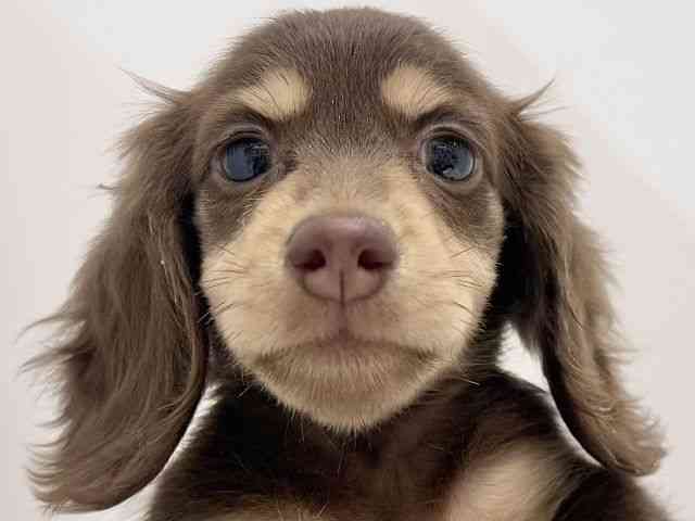 奈良県のミニチュアダックスフンド(ロング) (ひごペットフレンドリーイオンモール橿原ウエスト・ビレッジ店/2025年12月20日生まれ/女の子/チョコレートタン)の子犬の1枚目の画像