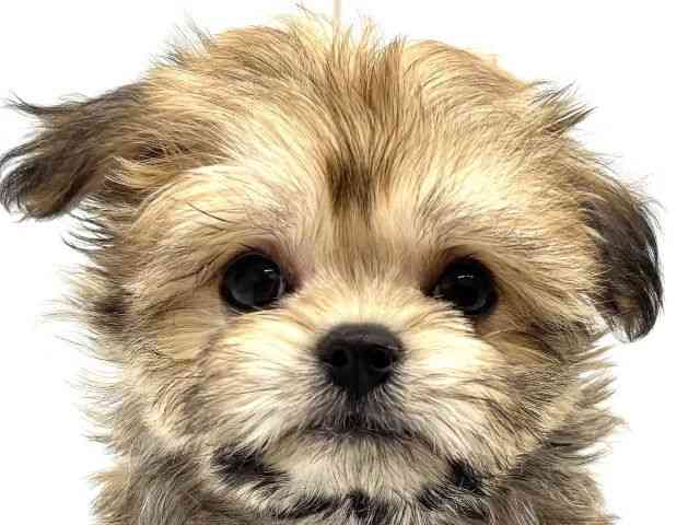 大阪府のチワマル/マルチワ(チワワ×マルチーズ) (ひごペットフレンドリーイオンタウン茨木太田店/2025年12月21日生まれ/女の子/レッド)の子犬の1枚目の画像