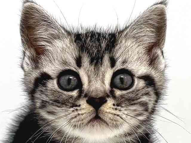 奈良県のアメリカンショートヘアー (ひごペットフレンドリー奈良パワーシティ店/2025年12月22日生まれ/男の子/シルバータビー)の子猫の1枚目の画像