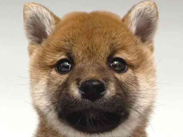 大阪府の柴犬(標準サイズ) (ひごペットフレンドリー岸和田店/2025年12月22日生まれ/男の子/赤)の子犬の1枚目の画像