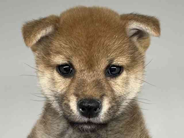 徳島県の柴犬(標準サイズ) (ひごペットフレンドリーゆめタウン徳島店/2025年12月22日生まれ/女の子/赤)の子犬の1枚目の画像