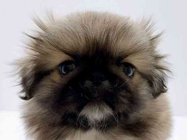 広島県のペキニーズ (ひごペットフレンドリーフジグラン神辺店/2025年12月21日生まれ/男の子/フォーン)の子犬