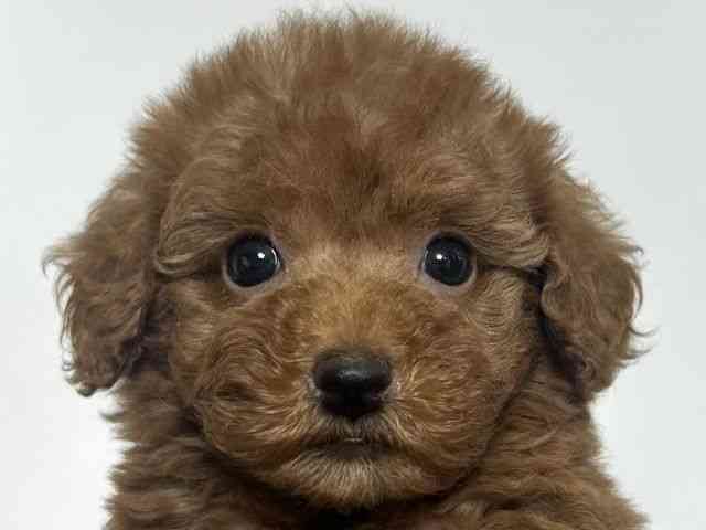 大阪府のトイプードル(トイ) (ひごペットフレンドリーアクロスプラザ住之江店/2025年12月21日生まれ/女の子/レッド)の子犬の1枚目の画像