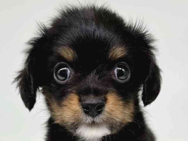 大阪府のチワックス(チワワ×ダックス) (ひごペットフレンドリー瓜破店/2025年12月21日生まれ/男の子/ブラックタンホワイト)の子犬の1枚目の画像