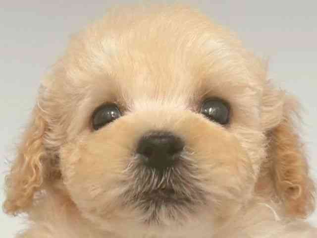 大阪府のトイプードル(トイ) (ひごペットフレンドリー岸和田店/2025年12月20日生まれ/男の子/アプリコット)の子犬の1枚目の画像