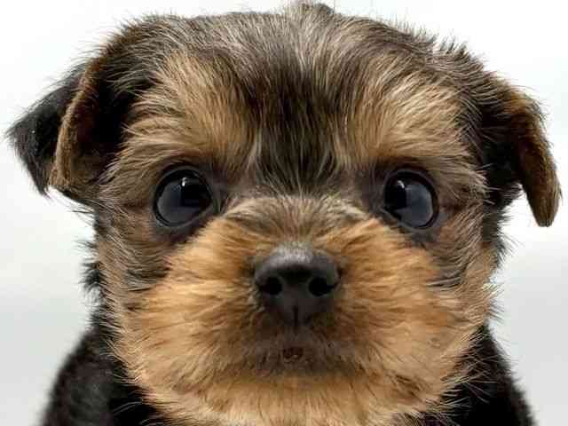 大阪府のヨークシャーテリア (ひごペットフレンドリー東淀川店/2025年12月21日生まれ/男の子/スチールブルータン)の子犬