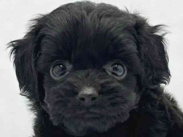 大阪府のチワプー/プーチー(チワワ×プードル) (ひごペットフレンドリーイトーヨーカドー津久野店/2025年12月20日生まれ/女の子/ブラック)の子犬の1枚目の画像