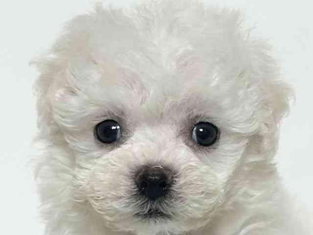 大阪府のビションフリーゼ (ひごペットフレンドリーアクロスプラザ住之江店/2025年12月19日生まれ/男の子/ホワイト)の子犬の1枚目の画像