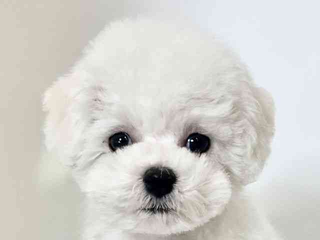 大阪府のビションフリーゼ (ひごペットフレンドリーアクロスプラザ住之江店/2025年12月19日生まれ/男の子/ホワイト)の子犬の1枚目の画像