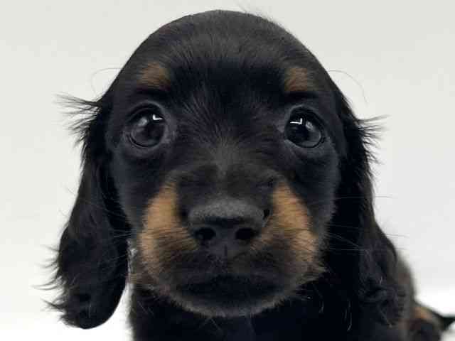 京都府のミニチュアダックスフンド(ロング) (ひごペットフレンドリーイオンモール高の原店/2025年12月21日生まれ/男の子/ブラックタン)の子犬の1枚目の画像