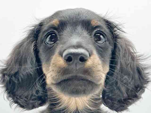 京都府のミニチュアダックスフンド(ロング) (ひごペットフレンドリーイオンモール高の原店/2025年12月21日生まれ/男の子/ブラックタン)の子犬の1枚目の画像