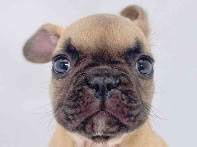 大阪府のフレンチブルドッグ (ひごペットフレンドリーイズミヤショッピングセンター千里丘店/2025年12月21日生まれ/男の子/フォーン)の子犬