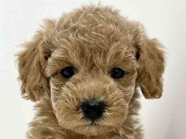 大阪府のトイプードル(トイ) (ひごペットフレンドリーくずはモール店/2025年12月21日生まれ/男の子/アプリコット)の子犬の1枚目の画像