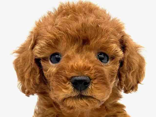 大阪府のトイプードル(トイ) (ひごペットフレンドリーイオンタウン茨木太田店/2025年12月21日生まれ/男の子/レッド)の子犬の1枚目の画像