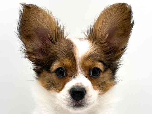 奈良県のパピヨン (ひごペットフレンドリー田原本店/2025年12月21日生まれ/女の子/ホワイトブラウン)の子犬の1枚目の画像