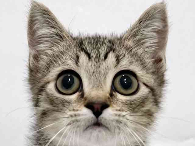 高知県のマンチカン (ひごペットフレンドリーイオンモール高知店/2025年12月23日生まれ/男の子/ブラウンタビー)の子猫の1枚目の画像