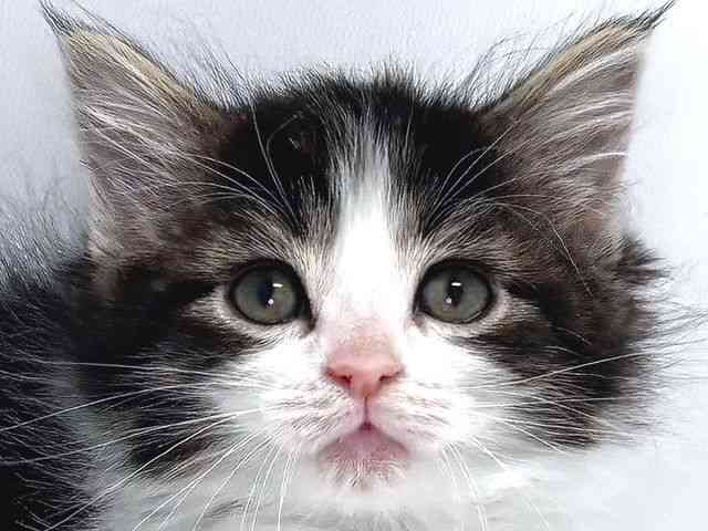 奈良県のノルウェージャンフォレストキャット (ひごペットフレンドリー奈良パワーシティ店/2025年12月23日生まれ/女の子/ブラウンタビーホワイト)の子猫の1枚目の画像