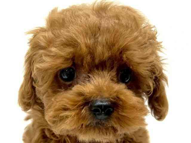 兵庫県のトイプードル(トイ) (ひごペットフレンドリーブルメールHAT神戸店/2025年12月18日生まれ/女の子/レッド)の子犬の1枚目の画像