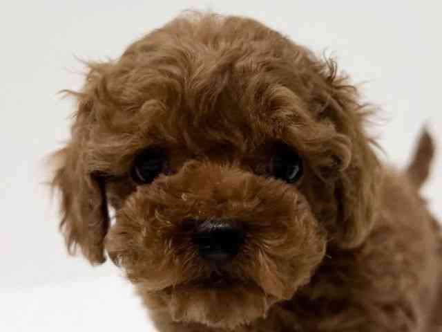 兵庫県のトイプードル(トイ) (ひごペットフレンドリーブルメールHAT神戸店/2025年12月18日生まれ/女の子/レッド)の子犬の1枚目の画像