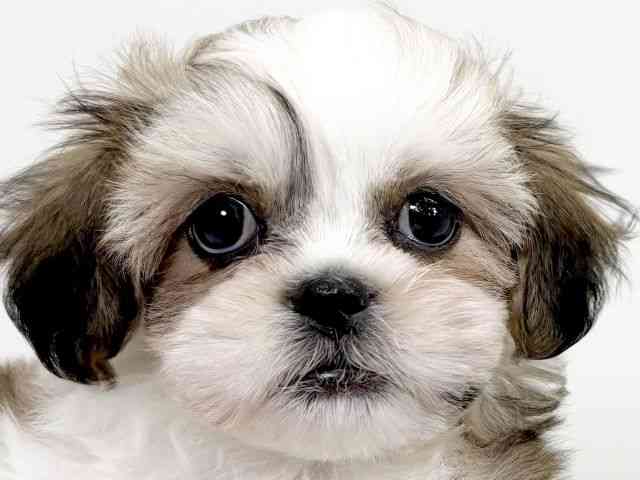 京都府のチワズー/チワシーズ(チワワ×シーズー) (ひごペットフレンドリーイズミヤショッピングセンター八幡店/2025年12月22日生まれ/男の子/ゴールドホワイト)の子犬