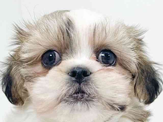 京都府のチワズー/チワシーズ(チワワ×シーズー) (ひごペットフレンドリーイズミヤショッピングセンター八幡店/2025年12月22日生まれ/男の子/ゴールドホワイト)の子犬の1枚目の画像