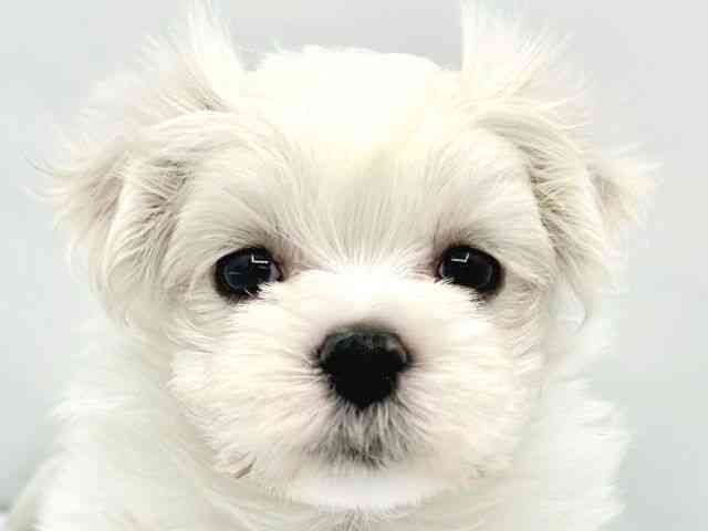 大阪府のマルチーズ (ひごペットフレンドリーイトーヨーカドー津久野店/2025年12月20日生まれ/女の子/ホワイト)の子犬の1枚目の画像