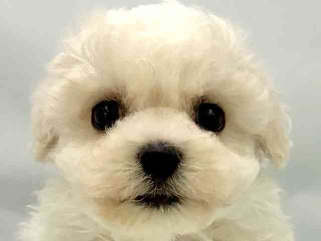 大阪府のビションフリーゼ (ひごペットフレンドリー東淀川店/2025年12月22日生まれ/男の子/ホワイト)の子犬の1枚目の画像