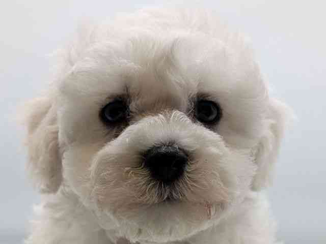 香川県のビションフリーゼ (ひごペットフレンドリーゆめタウン高松店/2025年12月22日生まれ/男の子/ホワイト)の子犬の1枚目の画像