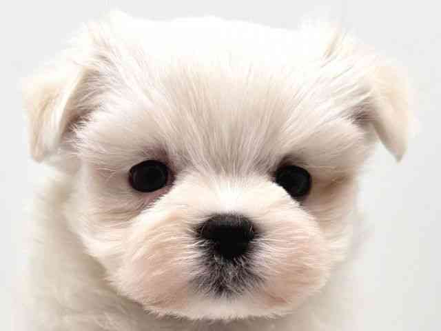 奈良県のマルチーズ (ひごペットフレンドリー田原本店/2025年12月21日生まれ/女の子/ホワイト)の子犬の1枚目の画像