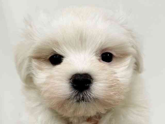 愛知県のマルチーズ (ひごペットフレンドリーイトーヨーカドー知多店/2025年12月21日生まれ/男の子/ホワイト)の子犬の1枚目の画像