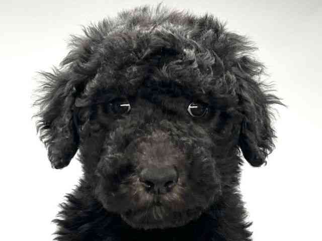 徳島県のスタンダードプードル (ひごペットフレンドリーゆめタウン徳島店/2025年12月23日生まれ/男の子/ブラック)の子犬の1枚目の画像