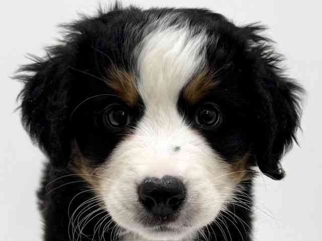 大阪府のバーニーズマウンテンドッグ (ひごペットフレンドリーくずはモール店/2025年12月22日生まれ/女の子/ブラックラストホワイト)の子犬