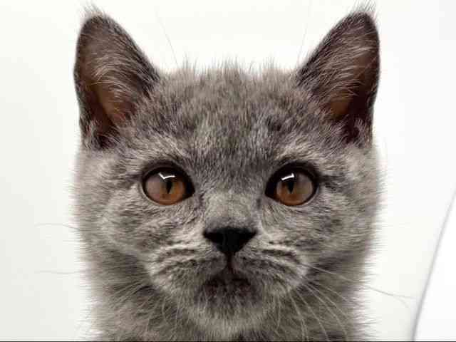 大阪府のブリティッシュショートヘアー (ひごペットフレンドリーみのおキューズモール店/2025年12月23日生まれ/男の子/ブルー)の子猫の1枚目の画像