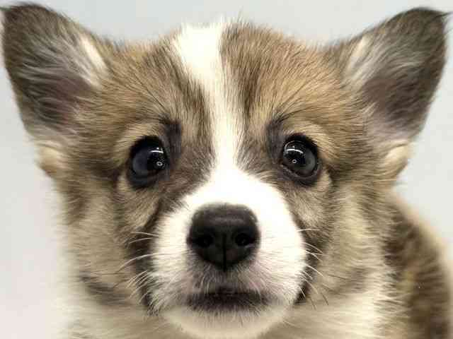 大阪府のウェルシュコーギーペンブローク (ひごペットフレンドリーセブンパーク天美店/2025年12月17日生まれ/男の子/レッドホワイト)の子犬