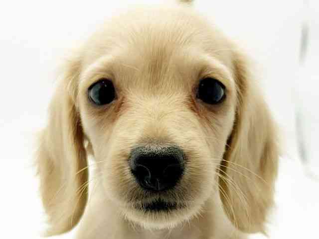 大阪府のミニチュアダックスフンド(ロング) (ひごペットフレンドリーみのおキューズモール店/2025年12月19日生まれ/女の子/イエロー)の子犬の1枚目の画像