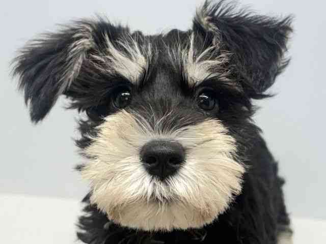 大阪府のミニチュアシュナウザー (ひごペットフレンドリーセブンパーク天美店/2025年12月23日生まれ/女の子/ブラックシルバー)の子犬の1枚目の画像