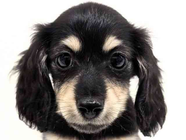 福岡県のミニチュアダックスフンド(ロング) (ひごペットフレンドリーリバーウォーク北九州店/2025年12月18日生まれ/女の子/ブラックイエロー)の子犬の1枚目の画像