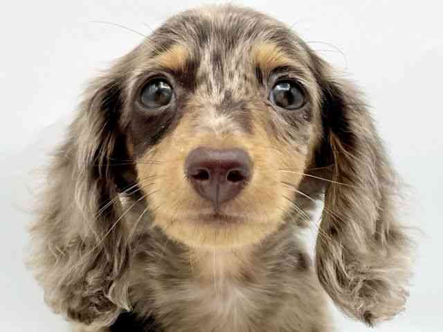 奈良県のカニンヘンダックスフンド(ロング) (ひごペットフレンドリートナリエ大和高田店/2025年12月20日生まれ/女の子/チョコレートダップル)の子犬の1枚目の画像