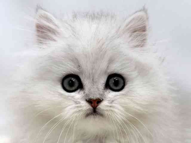 広島県のペルシャ (ひごペットフレンドリーゆめタウン廿日市店/2025年12月1日生まれ/男の子/チンチラシルバー)の子猫