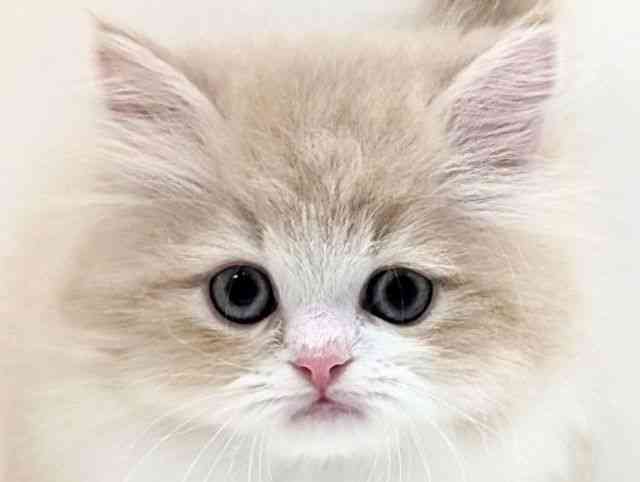 福岡県のペルシャ (ひごペットフレンドリーリバーウォーク北九州店/2025年12月16日生まれ/男の子/クリームホワイト)の子猫の1枚目の画像