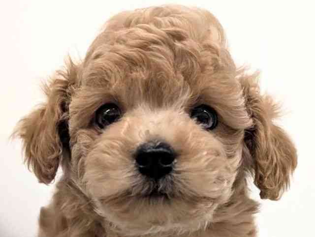 福岡県のトイプードル(トイ) (ひごペットフレンドリーリバーウォーク北九州店/2025年12月21日生まれ/男の子/アプリコット)の子犬の1枚目の画像