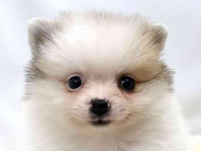 広島県のポメラニアン (ひごペットフレンドリーゆめタウン廿日市店/2025年12月21日生まれ/女の子/パーティーカラー)の子犬の1枚目の画像