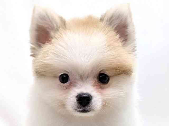 広島県のポメラニアン (ひごペットフレンドリーゆめタウン廿日市店/2025年12月21日生まれ/女の子/パーティーカラー)の子犬の1枚目の画像