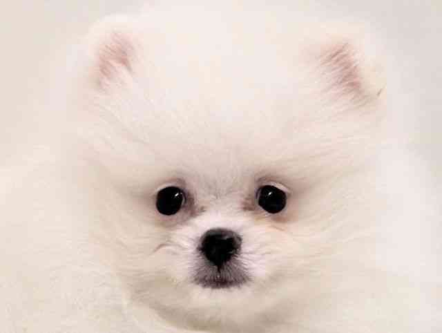 福岡県のポメラニアン (ひごペットフレンドリーリバーウォーク北九州店/2025年12月22日生まれ/男の子/ホワイト)の子犬の1枚目の画像