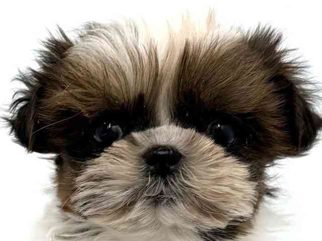 大阪府のシーズー (ひごペットフレンドリーベルファⅡ都島店/2025年12月13日生まれ/女の子/ゴールドホワイト)の子犬