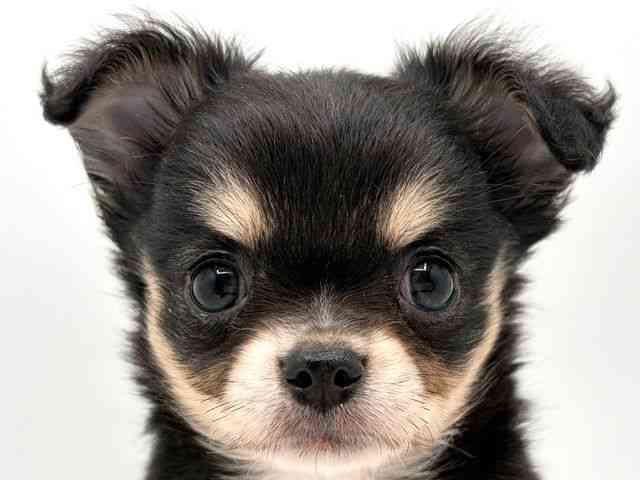 奈良県のチワワ(ロング) (ひごペットフレンドリー田原本店/2025年12月15日生まれ/男の子/ブラックタンホワイト)の子犬の1枚目の画像