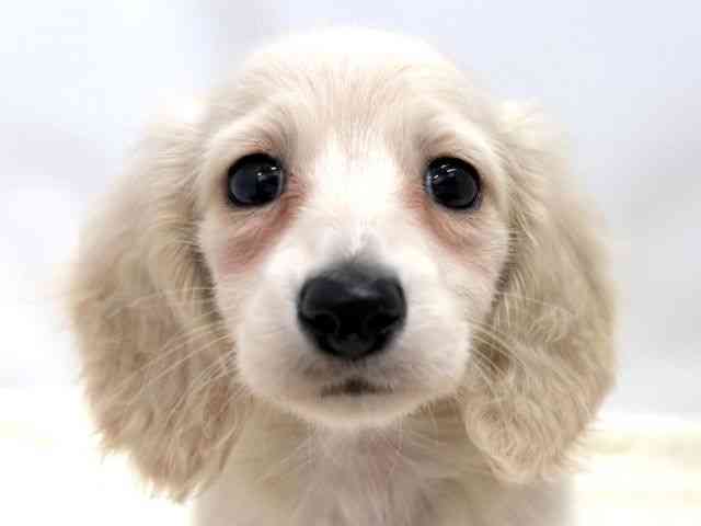 広島県のミニチュアダックスフンド(ロング) (ひごペットフレンドリーゆめタウン廿日市店/2025年12月17日生まれ/女の子/イエロー)の子犬