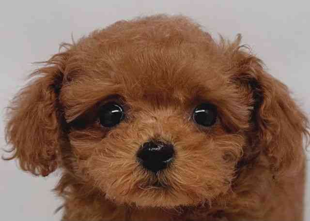 鳥取県のトイプードル(トイ) (ひごペットフレンドリーイオンモール鳥取北店/2025年12月22日生まれ/女の子/レッド)の子犬の1枚目の画像